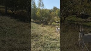 третья часть обзор на дачных коз 🐐