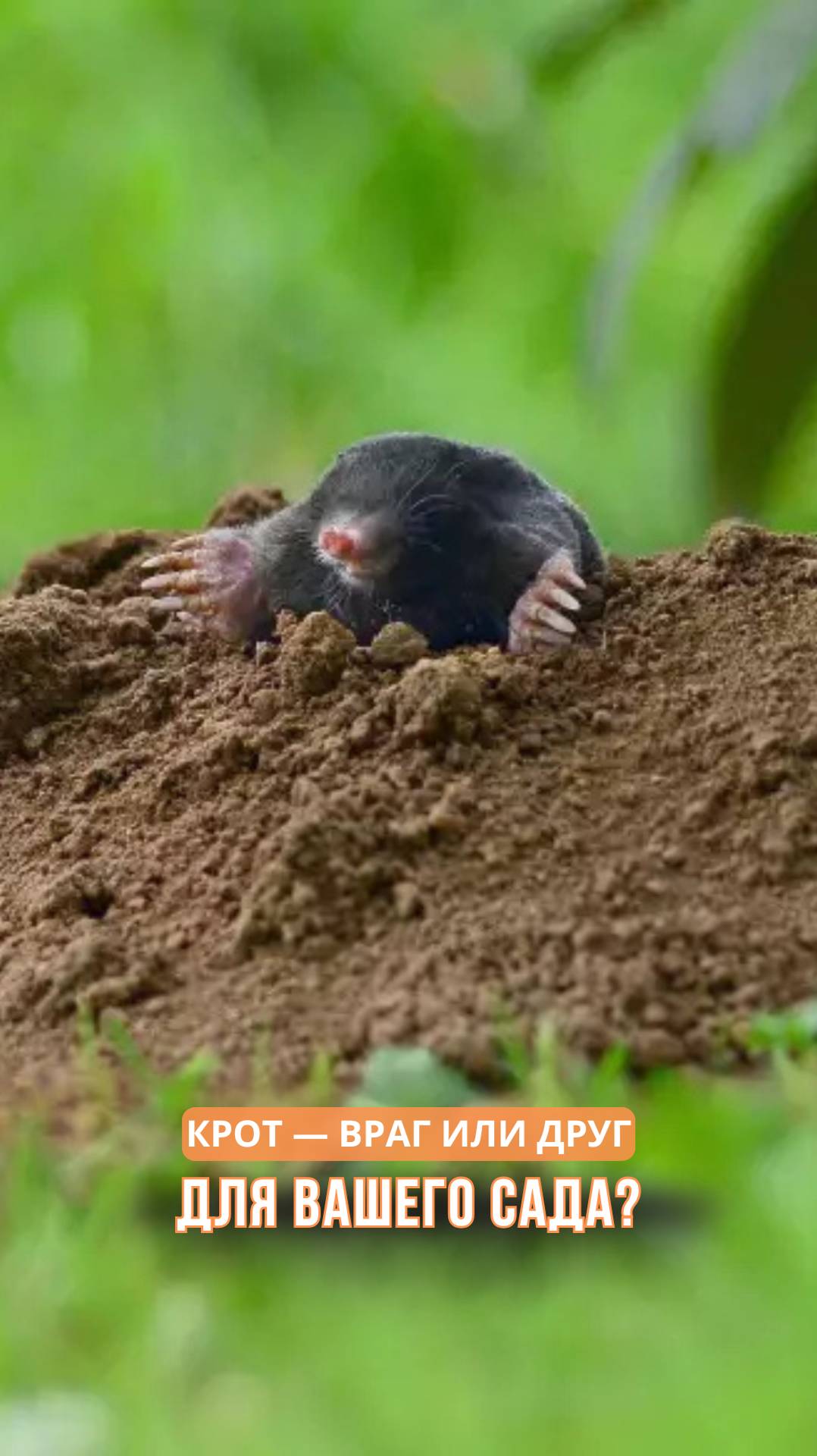 Крот — друг или враг для вашего сада? смотреть онлайн