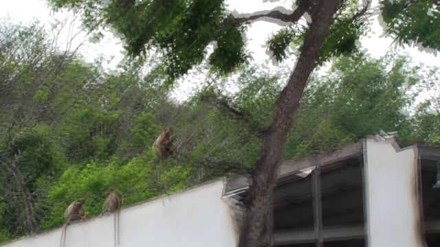 HDV_0239 смотреть онлайн