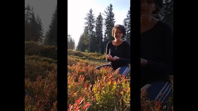 Natur, Entspannung, Preiselbeeren ernten in einem смотреть онлайн