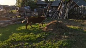 как загнать бычков в стайку . лайфхак