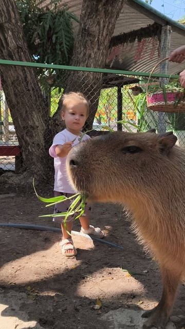 Капибару - супер спокойные животные. Потискать капибару. Паттайя с детьми. #миланаиника