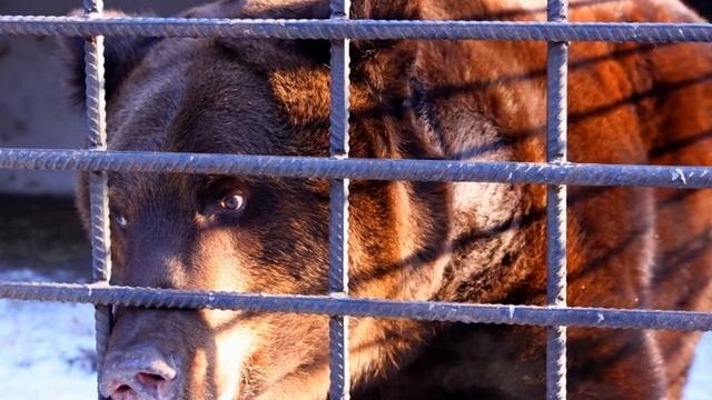 Кто и как зимует в Запорожье. фото Сергей ТОМКО смотреть онлайн