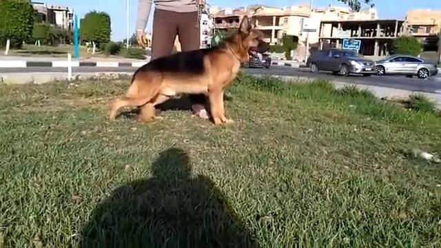 Elshrouq Kingdom Knights @ Cairo Egypt German Shepherd breeders +201004773822 смотреть онлайн