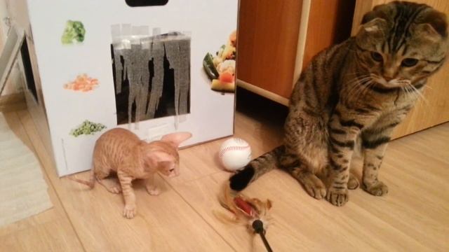 Коты играют) смотреть онлайн