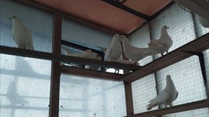 ГОЛУБЕВОДСТВО 2025 • ТРОИЦА ИЗ ЛОКБОТАНА - Рапродажа Бакинских Бойных у дяди Славы