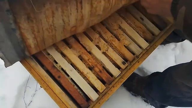 Зимовка пчёл .Сильная семья рыхлый клуб. Раздаем помадку. 5.01.2021