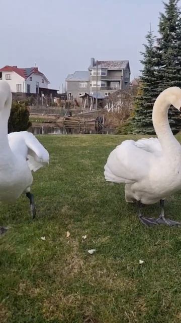 Захват территории 😂 #лебеди смотреть онлайн