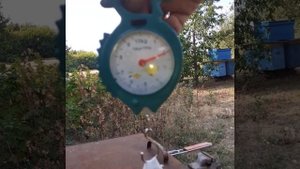 Утка Голубой фаворит/забой возраст 60 дней