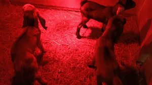 Окот у Звёздочки)Признаки начинающего окота)