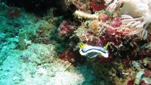 Nudibranch, Chromodoris lochi