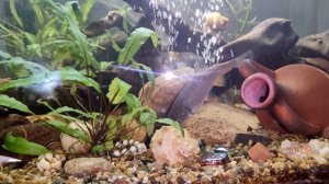 Речная рыба в аквариуме ( River fish in the aquarium )