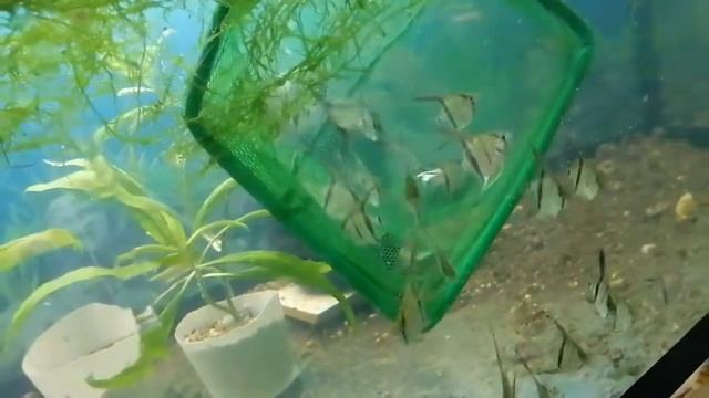 #Аквариум#Новые#Рыбасики#Супер#Склярий#Асортимент расширяем смотреть онлайн