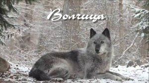 ВОЛЧИЦА - Ангелина Иванюк и PARROSLAB GROUP