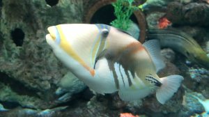 Релакс с рыбками