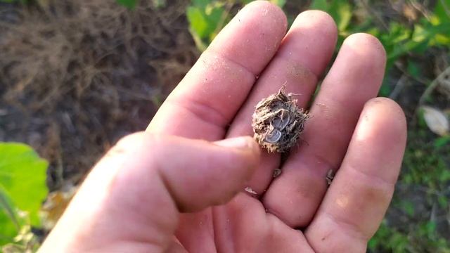 Пар в Но-тилл ето ОШИБКА. НЕВЗДУМАЙТЕ!!!!! смотреть онлайн