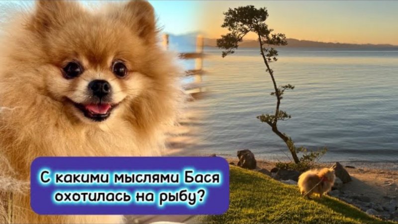 С какими мыслями Бася охотилась на рыбу?