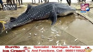 1,000 Kg Ki Whale Shark Mili Samandar Se | Machware Hue Hairan | SACH NEWS |