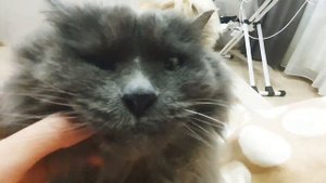 Шпиц и кот - лучше любой грелки!