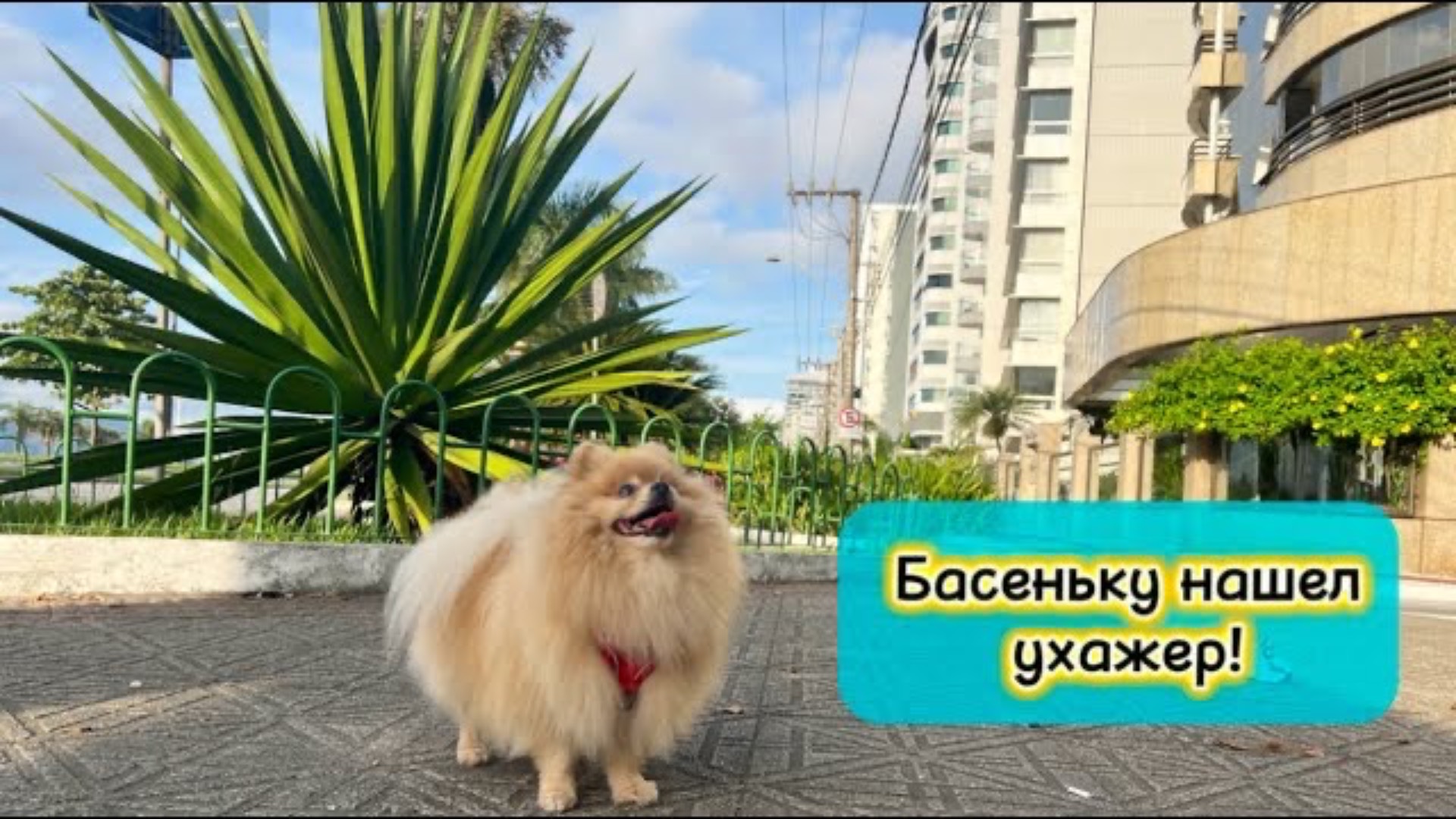 Басеньку нашел ухажер!