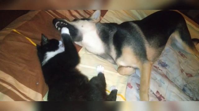 Шаурма против Риски смотреть онлайн