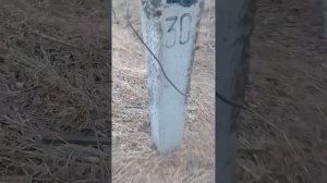 Вдоль лэп 10 КВ у старой опоры нашол изоляторы ШФ 10 г и ШФ 10 В