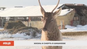 Жизнь и смерть в Шишкееве / В центре внимания – 2 (24.01.25)