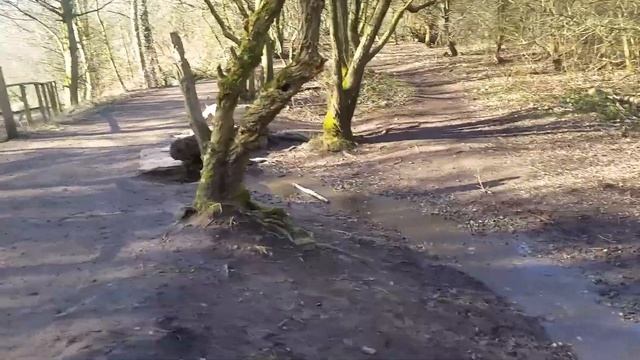 American Bully sky and riz and Milly down at Oakwell Hall sky loves water смотреть онлайн