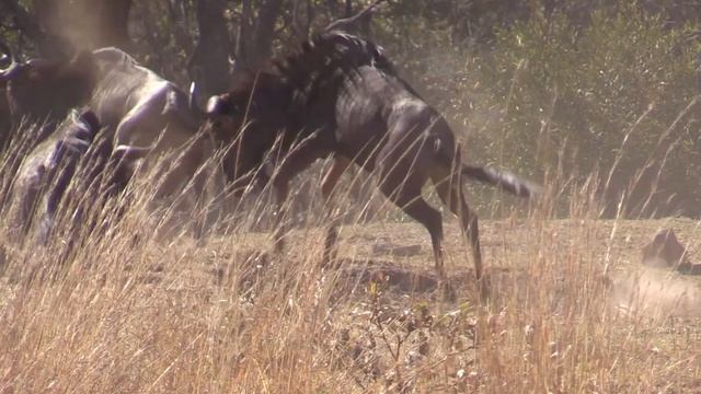 Jason's Blue Wildebeest | Gateway to Africa Safaris смотреть онлайн