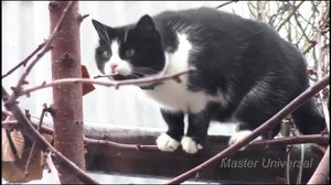 Кошки пришли полакомиться салом у кормушки для птичек.