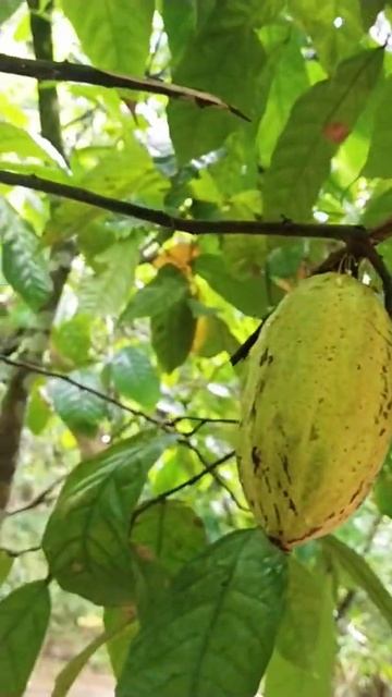 Cacao Tree | Chocolate Tree | Cacao Fruits #shorts смотреть онлайн