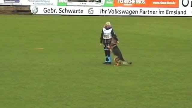 Cixo del Lupo Nero, WUSV-WM 2016, B 93 p смотреть онлайн