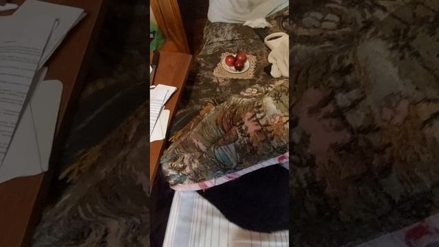 Кот Жук зарылся с головой в одеяла в жаркий летний день и спит спокойно в тишине.