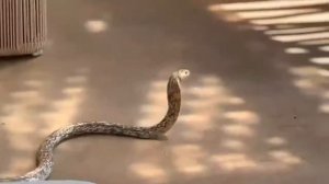 King Cobra vs Mongoose Dangerous  Fight Seance|Black Mamba