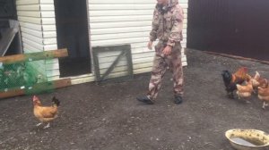 Поймай курицу