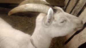 Коза четыре дня после обезроживания резинками.