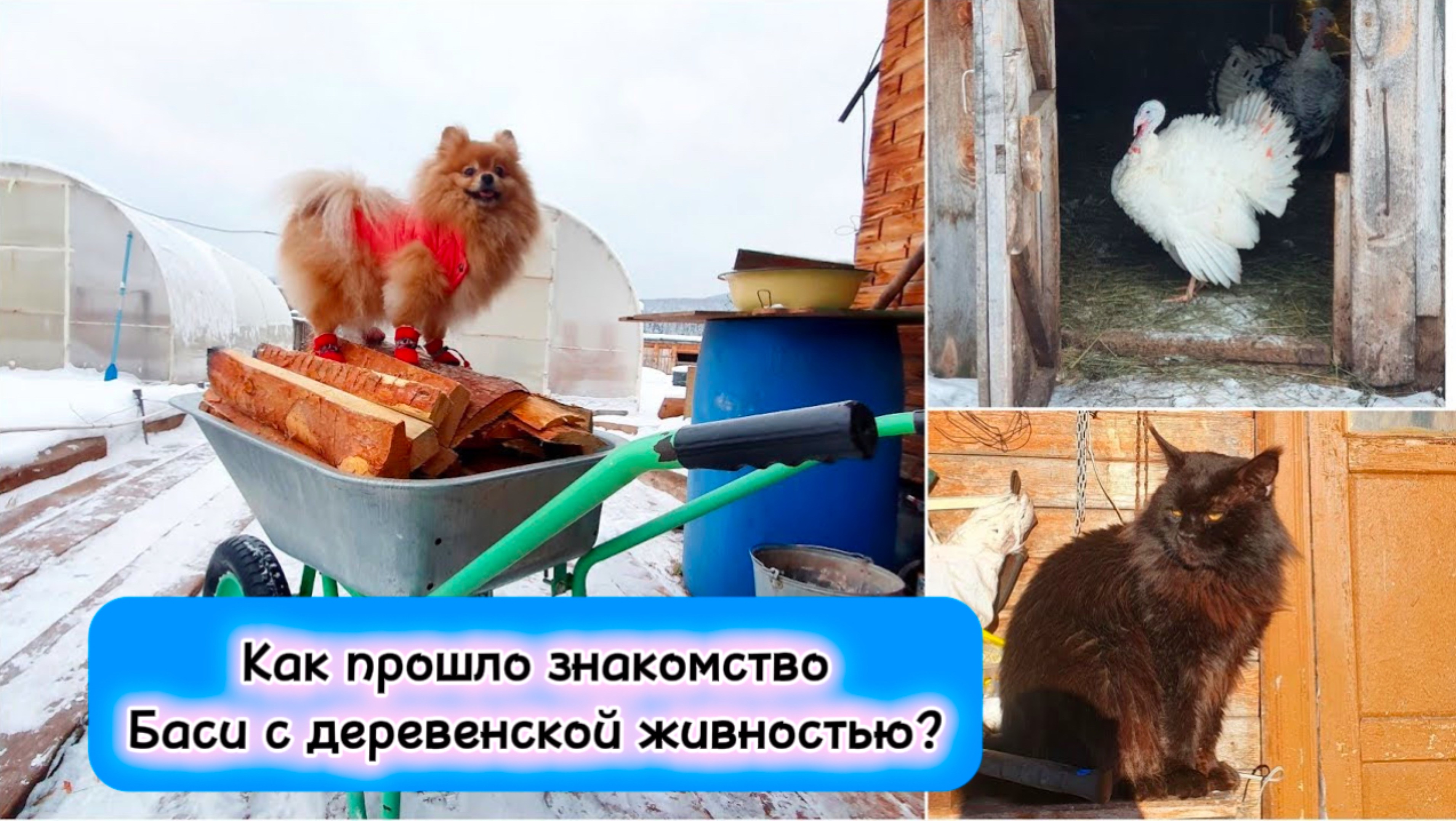 Как прошло знакомство Баси с деревенской живностью?