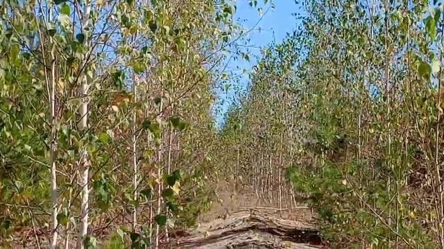 Плач, скрипка моя плач