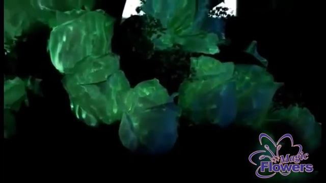 MagicFlowers смотреть онлайн