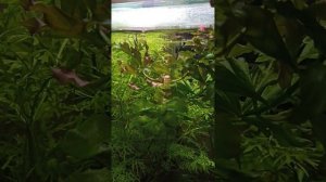 аквариум на 20 литров, пересадили гуппи