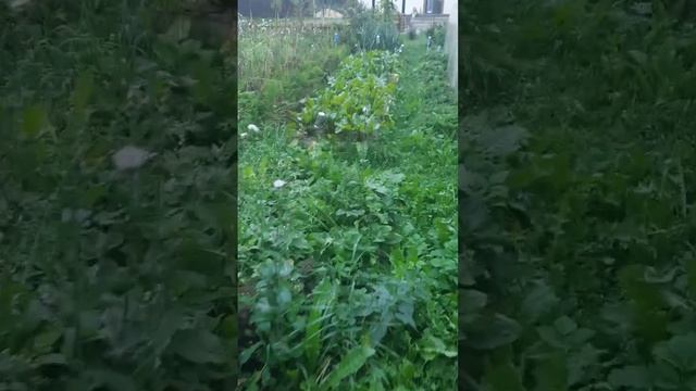 Наступил сентябрь.  Урожай винограда.  Уборка кабачков. Начала наводить порядок в огороде.