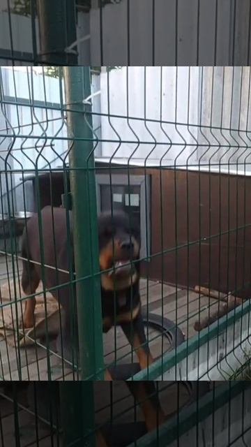 Лай собаки смотреть онлайн