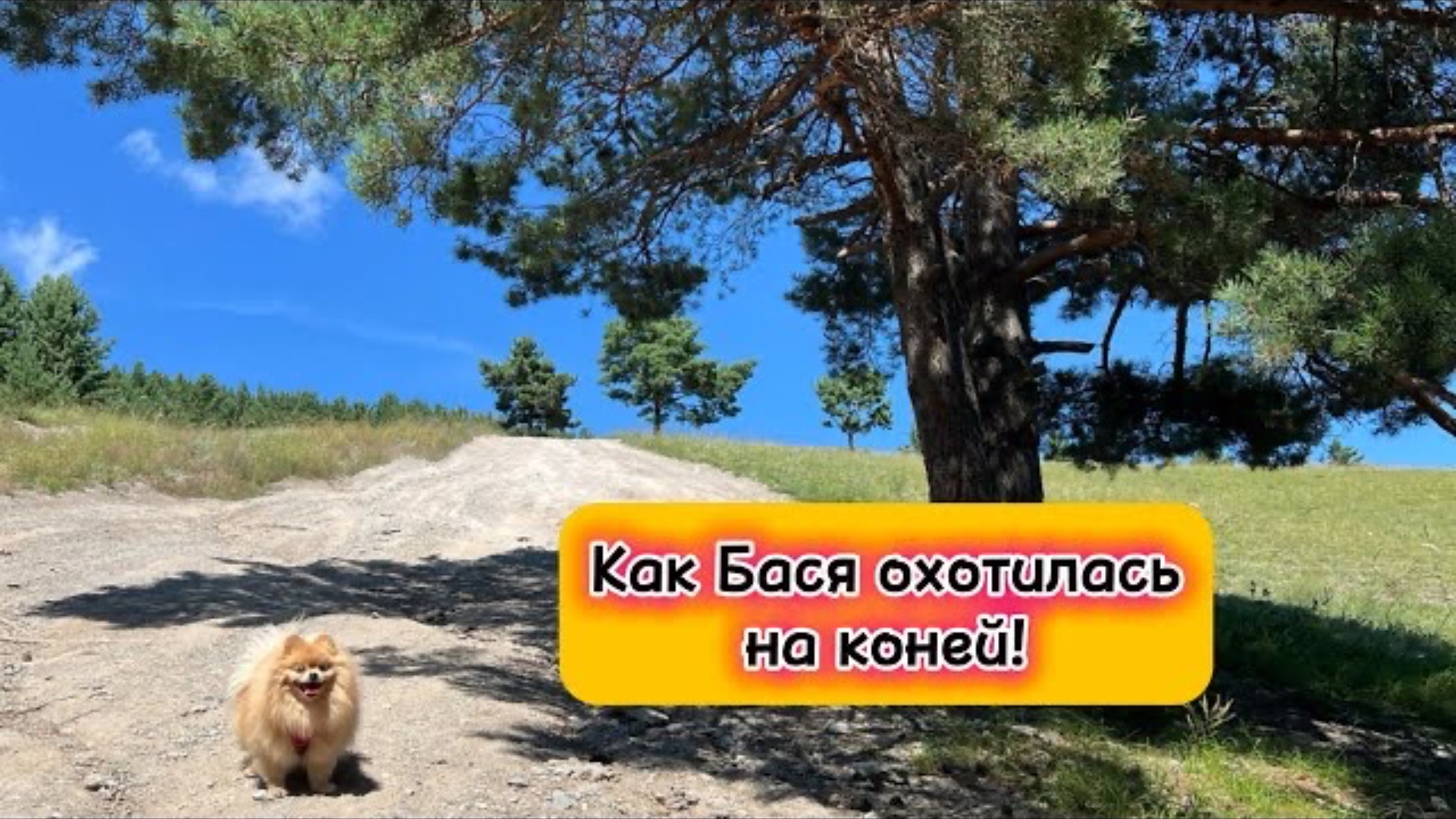 Как Бася охотилась на коней!