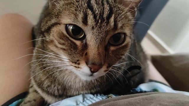 uma gata Linda ❤️😻 смотреть онлайн