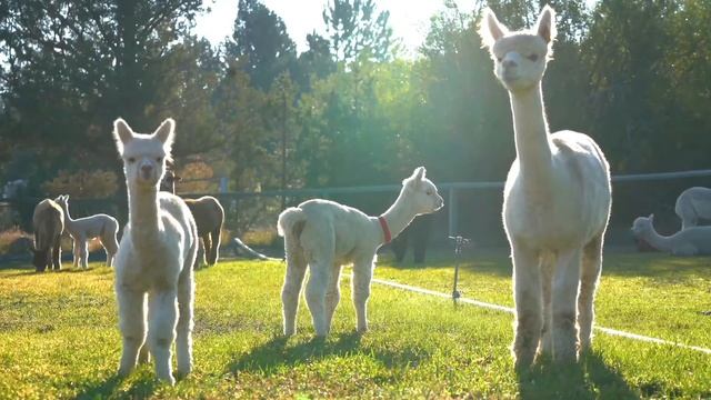 Alpaca Tips From a Competition Judge featuring Amanda VandenBosch смотреть онлайн