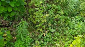 ФУНДУК СОРТ ТОНДА ДІ ДЖИФФОНІ . Збір врожаю із штамбової рослини цього сорту 🙂🤝🇺🇦🇺🇦🇺🇦