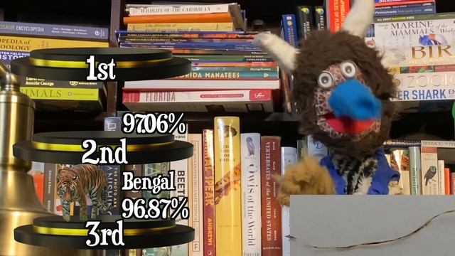 PROOF Javan Tigers still exist! || Amazing Animal News смотреть онлайн