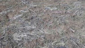 Культивация  или дисковка весной! Сохраним влагу или сезон пространства?!