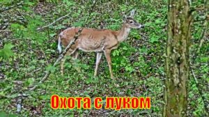 Охота с луком