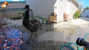 Эму 95 – купание под душем холодной водой в теплый сентябрьский денек 🤗🍂🌞